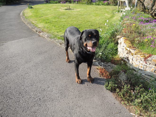 This is Sabre, Aunty Sue and Sa Pek's Rottweiler