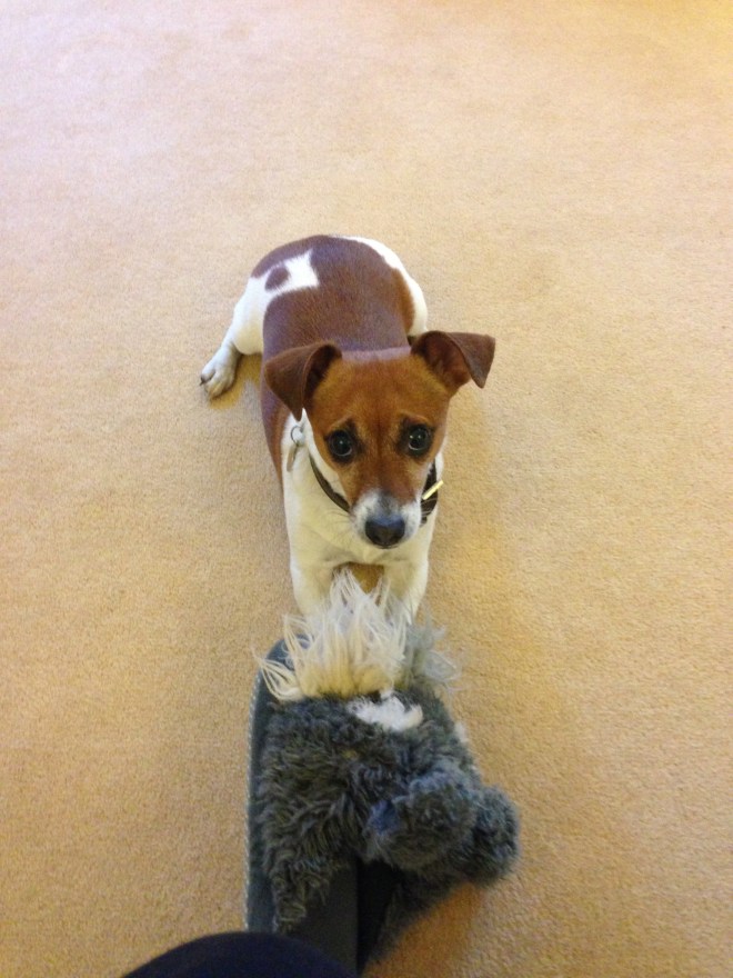 Jess and Tara's Jack Russell called Mouse (how cute is that?!)