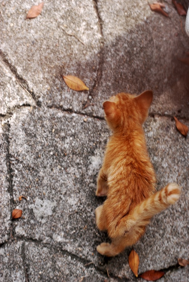 This kitten kept following us around