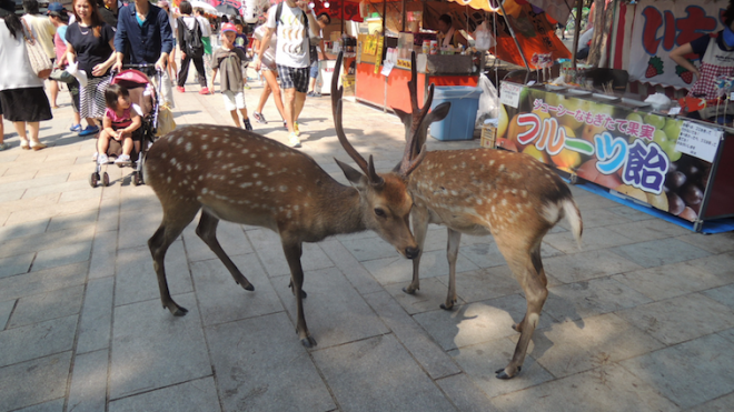 It's Prongs!!! What's he doing in Japan