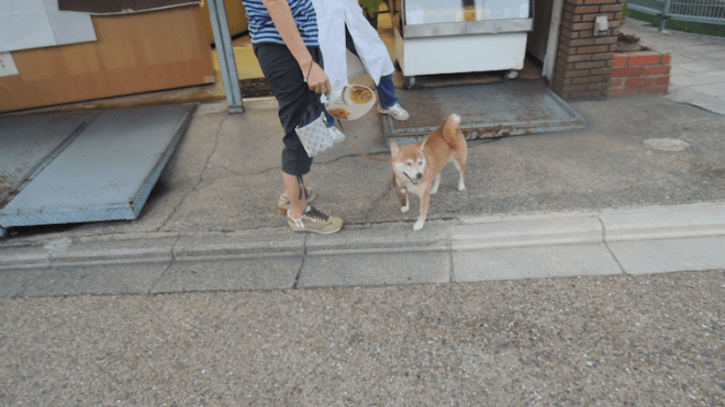 VERY IMPORTANT PHOTO OF A SHIBA INU!!!!!!!!!