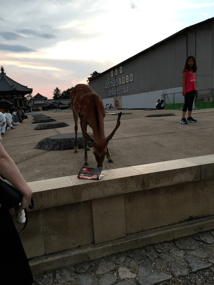 This deer started chewing on a piece of paper out of someone's bag